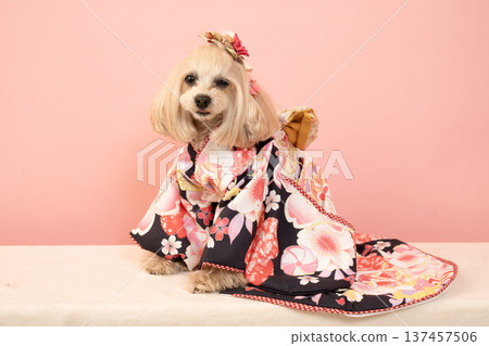 裝在粉紅色包包裡、穿著正裝的馬爾濟斯犬潘娜 裝在粉紅色包包裡、穿著正裝的馬爾濟斯犬潘娜 137457506
