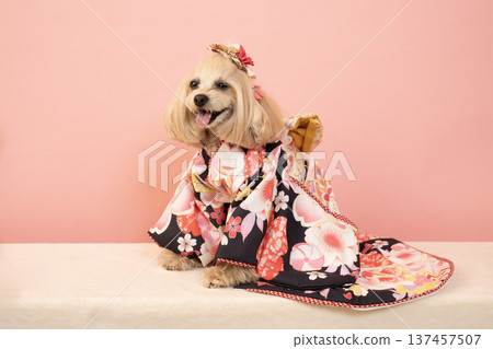 Panna the Maltipoo in a pink bag and formal attire 137457507