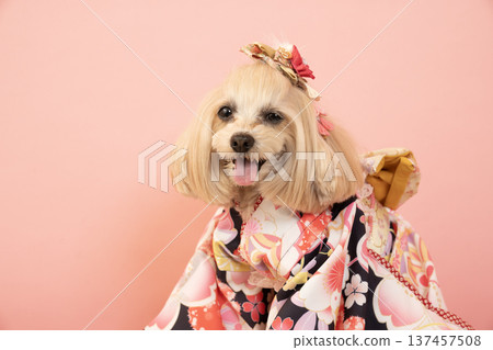 裝在粉紅色包包裡、穿著正裝的馬爾濟斯犬潘娜 裝在粉紅色包包裡、穿著正裝的馬爾濟斯犬潘娜 137457508
