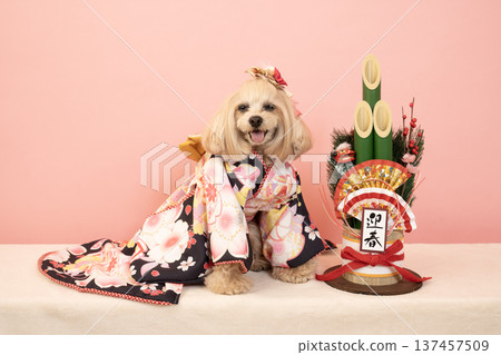 粉紅色包包、新年松枝裝飾和穿著正裝的馬爾濟斯犬帕娜 粉紅色包包、新年松枝裝飾和穿著正裝的馬爾濟斯犬帕娜 137457509