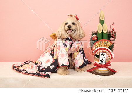 粉紅色包包、新年松枝裝飾和穿著正裝的馬爾濟斯犬帕娜 137457531