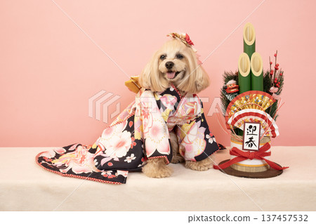 粉紅色包包、新年松枝裝飾和穿著正裝的馬爾濟斯犬帕娜 137457532