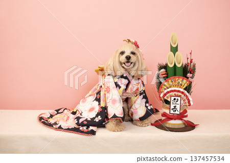 粉紅色包包、新年松枝裝飾和穿著正裝的馬爾濟斯犬帕娜 粉紅色包包、新年松枝裝飾和穿著正裝的馬爾濟斯犬帕娜 137457534