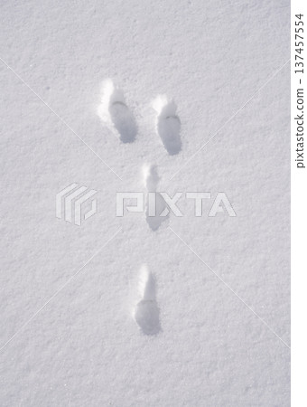 Hare tracks in fresh snow, close up 137457554
