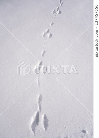 Pattern of hare tracks on pristine snow cover 137457556