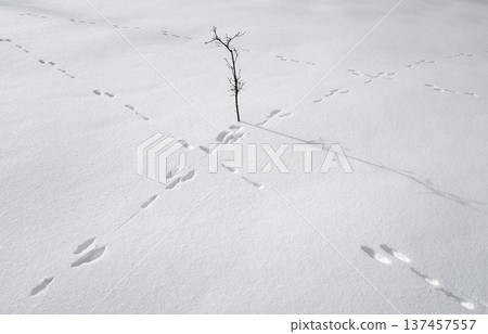 Lone tree in snowy field with hare tracks, minimalist winter landscape 137457557