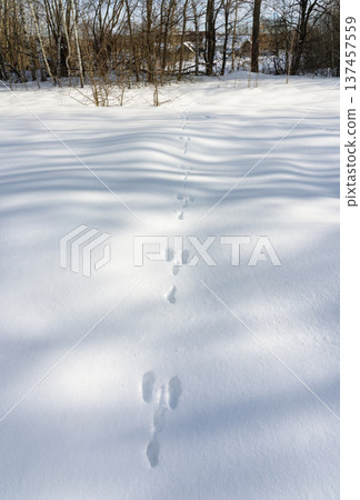 Hare paw prints on fresh snow, winter nature Hare paw prints on fresh snow, winter nature 137457559