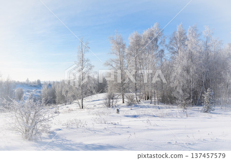 Frosty morning, beautiful trees in snow and frost 137457579