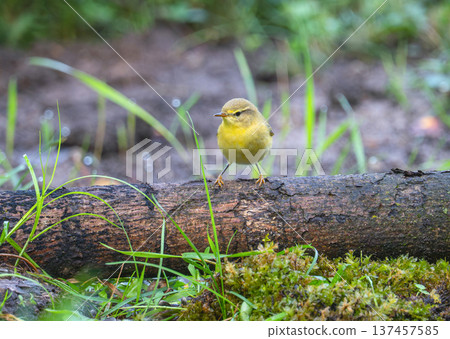 Willow warbler (Phylloscopus trochilus) perched on a fallen tree trunk in a forest Willow warbler (Phylloscopus trochilus) perched on a fallen tree trunk in a forest 137457585