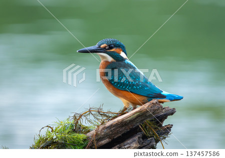 Common kingfisher (Alcedo atthis) perched on a driftwood by the water 137457586