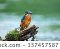 Detailed close-up of a vibrant kingfisher on a mossy log 137457587