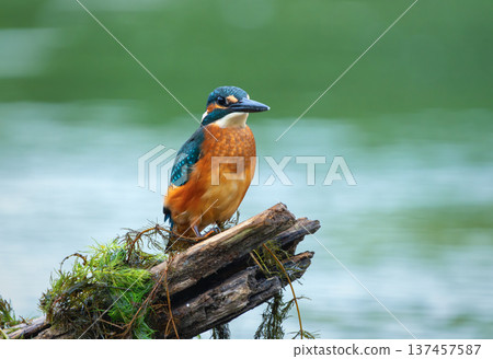 Detailed close-up of a vibrant kingfisher on a mossy log 137457587