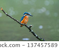 Common kingfisher perched on a thin branch over a pond 137457589