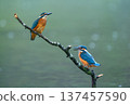 Two common kingfishers perched on a branch over water 137457590