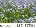 Blooming blue flax field under a summer sky 137457591