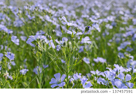 Blooming blue flax field under a summer sky 137457591