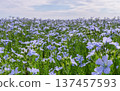 Blooming blue flax field under a summer sky 137457593