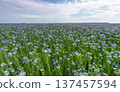 Agricultural field of blooming flax in clear weather 137457594