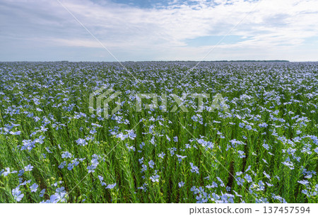 Agricultural field of blooming flax in clear weather 137457594
