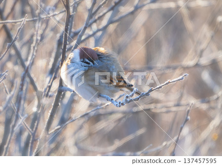 Eurasian tree sparrow warming up in the winter sun among frozen twigs 137457595