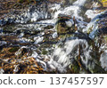 Close-up of icy cascades and steam over a non-freezing spring 137457597