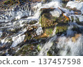 Winter waterfall with frozen ice formations and flowing water 137457598