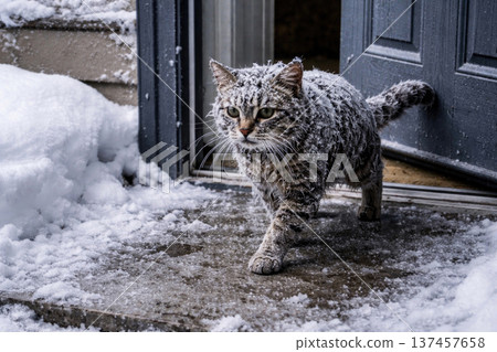 A cat covered in snow leaves the house in winter. 137457658