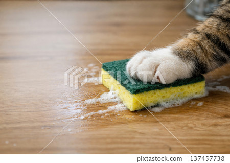 The paw of a cat with colored fur presses the sponge to the soapy floor. Space for text. 137457738
