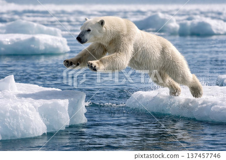 A polar bear jumps between ice floes in the ocean. A polar bear jumps between ice floes in the ocean. 137457746