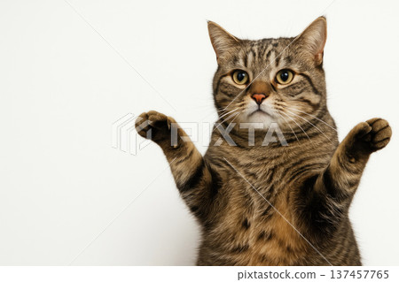 A cat with raised paws on a light background. Space for text. A cat with raised paws on a light background. Space for text. 137457765