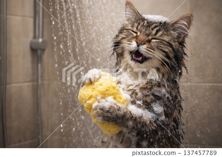 Funny cat washing in the shower with sponge and foam. Funny cat washing in the shower with sponge and foam. 137457789