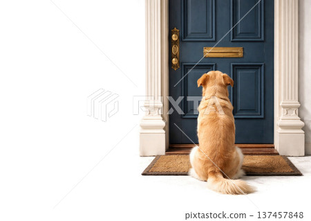 Dog sitting in front of closed door waiting for owner, Space for text. 137457848