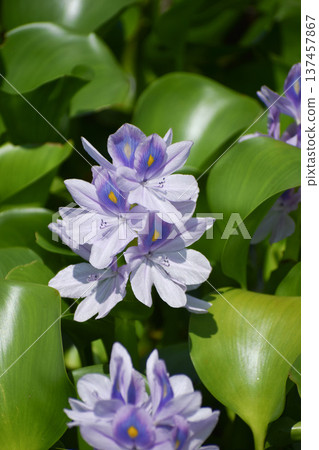 Water hyacinth flowers Water hyacinth flowers 137457867
