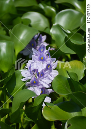 水葫蘆花 水葫蘆花 137457869