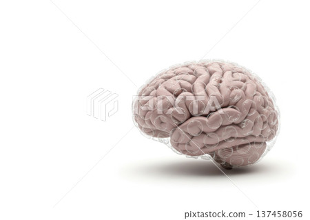A brain wrapped in bubble wrap, on a white background. Space for text. 137458056
