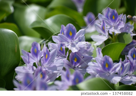 Water hyacinth flowers 137458082