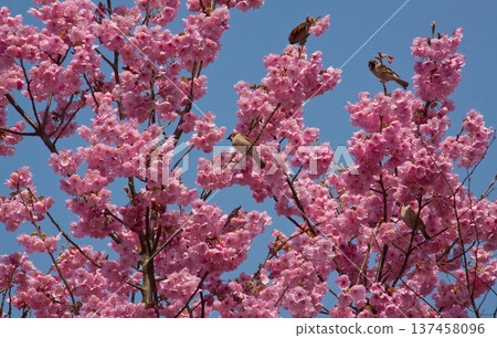 一隻麻雀棲息在盛開的櫻花樹上 137458096