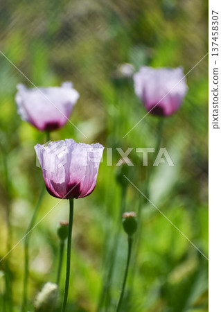 Poppy flower Poppy flower 137458307