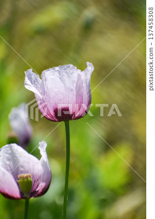 Poppy flower Poppy flower 137458308
