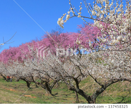 Misato Plum Grove (Zenchi Venue) 2 Misato Plum Grove (Zenchi Venue) 2 137458325
