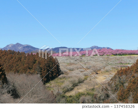 Misato Plum Grove (Umenosato Bridge) 137458326