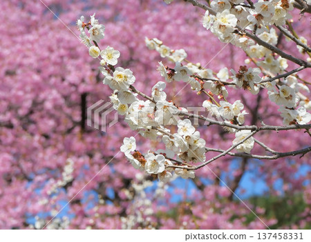 美里梅園2號的白梅花與河津櫻花 137458331