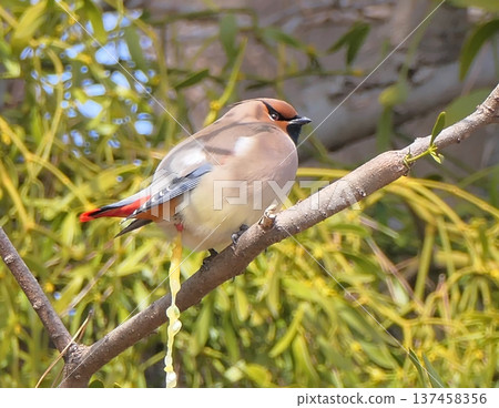太平鳥排便 太平鳥排便 137458356