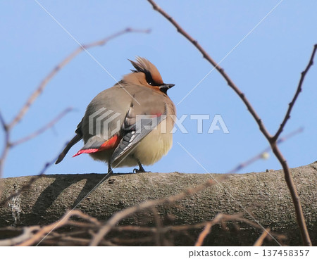 候鳥“日本太平鳥” 137458357
