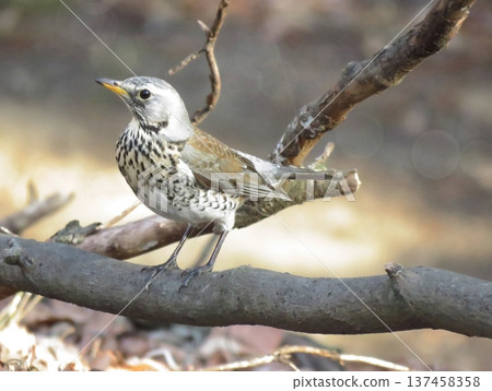 迷鳥“田鶇” 迷鳥“田鶇” 137458358