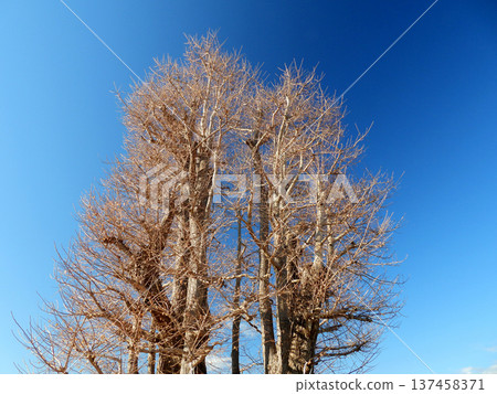 A large ginkgo tree in winter with its leaves gone 137458371