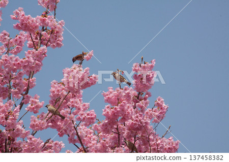 春光明媚,藍天白雲,麻雀聚集在橫櫻花叢中,構成了一幅美麗的自然畫卷。 春光明媚,藍天白雲,麻雀聚集在橫櫻花叢中,構成了一幅美麗的自然畫卷。 137458382