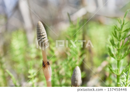 木賊，春天的象徵 137458446