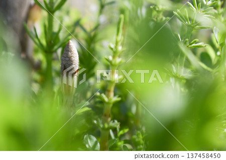 木賊,春天的象徵 木賊,春天的象徵 137458450