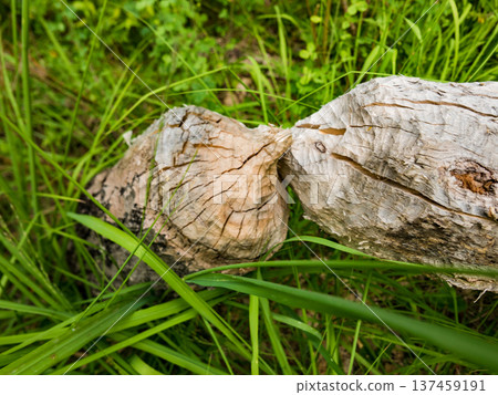 Tree trunk felled by beavers next to lake. Tree trunk felled by beavers next to lake. 137459191